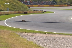 На Гран-при Нидерландов лиса едва не угодила под болид Формулы-1
