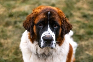 Смертельный лизь: Врач объяснил, как собачья слюна стала фатальной для пожилой британки