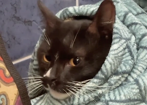 Спасённого в Петербурге кота назвали Орфеем и теперь ищут ему семью