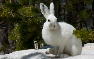 Цитата от брата