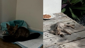 Бездомный котёнок с Мальдив поменял пальмы на Москву