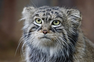 Эксперты нашли самого популярного в СМИ кота