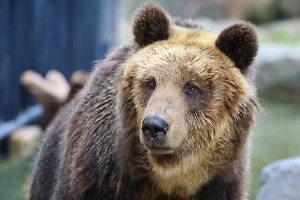 «Он могилы, смотри, хавает!»: На Урале появился медведь-трупоед