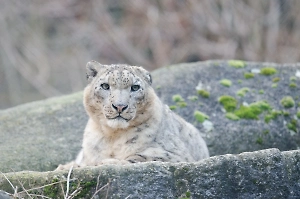 Глава «Ирбиса» рассказала Life.ru, как браконьеры перешли на сторону добра для спасения снежных барсов