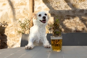 Этому хвостатому больше не наливать! Ветеринар рассказал о коварности пива для собак