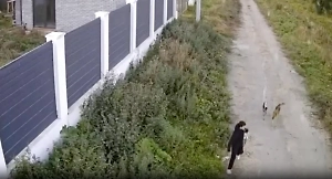 Самовыгульные псы напали на ребёнка с собакой в подмосковном Растуново