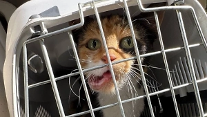 В Донецке волонтёры спасли выброшенную кошку с опухолью и сломанной челюстью