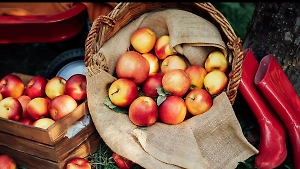 Не дайте урожаю пропасть: как сохранить яблоки сочными и ароматными на всю зиму