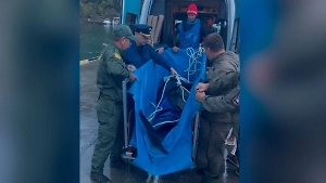 «Тихо, милая, потерпи!» Появилось видео возвращения заплывшей в речку афалины в Чёрное море