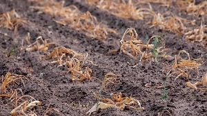 В российском регионе вызовут искусственный дождь из-за засухи