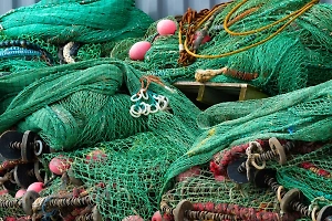 В Папуа-Новой Гвинее поймали акулу-призрака, исчезнувшую полвека назад