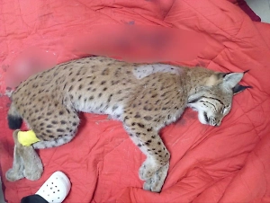 Браконьеры застрелили краснокнижную рысь под Калининградом