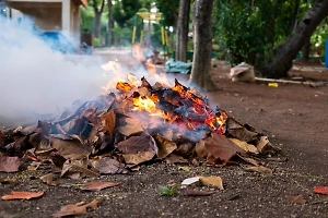 Осень без смога: Эколог назвал правильный способ утилизации опавших листьев