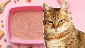 Почему кот ходит мимо лотка? Срочно поверьте эти 5 вещей и бегите к ветеринару