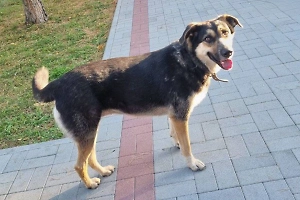 Хатико по-благовещенски: Собака неделю ждала хозяев у входа в больницу
