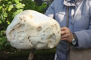 Как из сказки: У кладбища Петербурга обнаружили грибы необычайных размеров