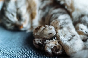 Любовь, стоившая миллион: Москвич обанкротился, пытаясь спасти от смерти кота Федю