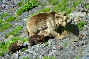 Сочинский нацпарк посоветовал герметизировать контейнеры для защиты от медведей 