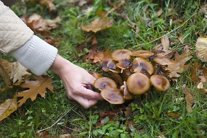 В России появилась услуга по продаже GPS-точек в лесу, где растут грибы