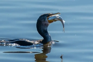 Бурятский депутат требует «мочить в сортире» бакланов