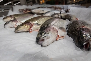 Life.ru узнал у эксперта, на сколько подорожает рыба и икра с Дальнего Востока к Новому году