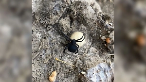 Восьмилапое вторжение: Смертельно опасные чёрные и белые вдовы пугают жителей юга России