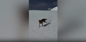 Пёс, который смог: Хвостатый альпинист покорил Эльбрус и заодно весь Интернет