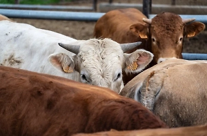 Стадо коров насмерть затоптало туриста на глазах у жены