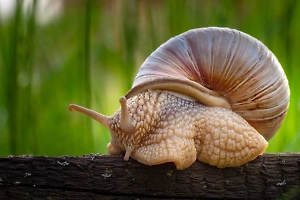 Ожоги и инфекции: Россиянок призвали не обкладываться улитками ради красоты