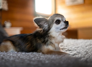 Чихуахуа умерла в муках после удара палкой от прохожего за «слишком громкий гав»