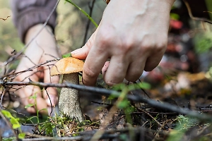 Популярный гриб свинушка признан смертельно опасным для человека