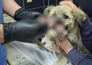 В Донецке ветврачи спасли жизнь собаке с отрубленной верхней челюстью