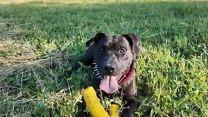 Горыныч и Тортик: Боец СВО завёл ушастого друга на поле боя и свозил в отпуск на Байкал