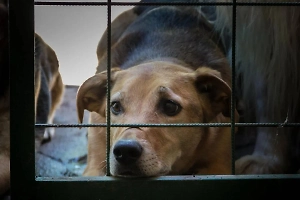 «Хозяева в шоке»: Зоозащитница рассказала, какое наказание грозит живодёрам из Чехова