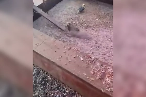 На Камчатке рабочие вытащили медвежонка из ямы с рыбными отходами и спаслись от косолапого бегством