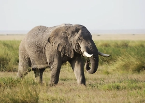 «Глупый, убегай!» На видео попал бой между слоном и маленьким медоедом-задирой в Африке