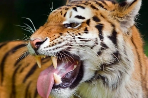 Тигр растерзал 50-летнюю пастушку в Непале