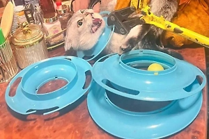 В Москве спасатели пришли на помощь любопытной кошке, застрявшей головой в игрушке