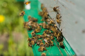 Друг снял на видео страшную смерть политика при нападении роя пчёл-убийц