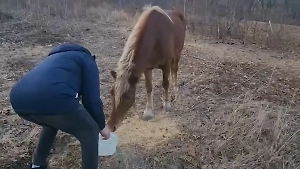 Пьяный хозяин оставил привязанного коня на пустыре в Приморье без воды и еды