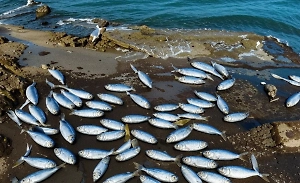 Роспотребнадзор оценил качество рыбы после попадания мазута в Чёрное море
