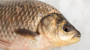 Стало известно, откуда взялся мем «Карась дуреет от этой прикормки»