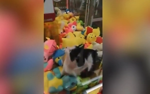 В Уфе спасли котика, которого двое пьяных засунули в автомат с игрушками