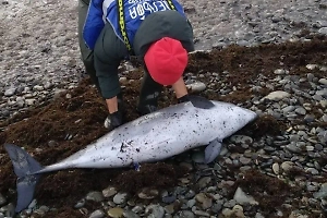 Число погибших из-за разлива мазута дельфинов возросло до 60 за неделю