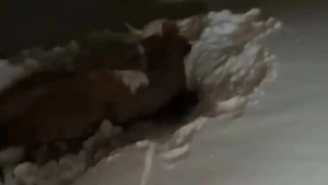 В Бурятии умные телята спасли провалившуюся под лёд маму, позвав людей на помощь