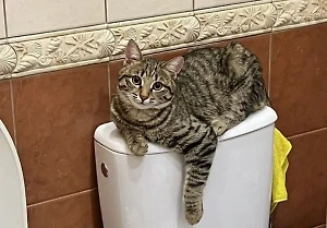 В Подмосковье продают умного кота, который будет смывать воду в туалете за хозяином
