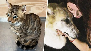 «Вторая жизнь»: Таксидермист объяснила, зачем после смерти питомца его тело нужно прятать в морозилку