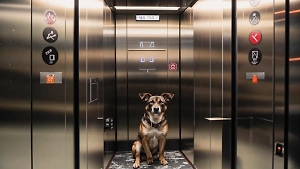 Москвичка потеряла палец, спасая собаку от удушения в лифте