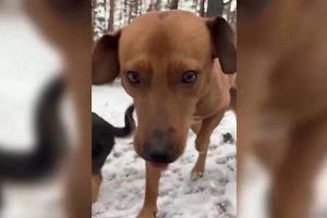 «Главный звоночек»: Пёс Трицикл подорвался на мине, спасая солдат в зоне СВО