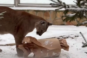 Огромную конфету из мяса подарили пуме Синди из Ленинградского зоопарка